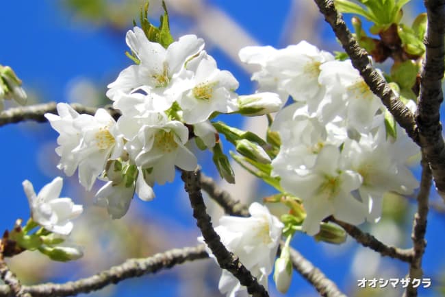 大島桜