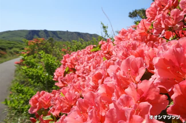 大島つつじ