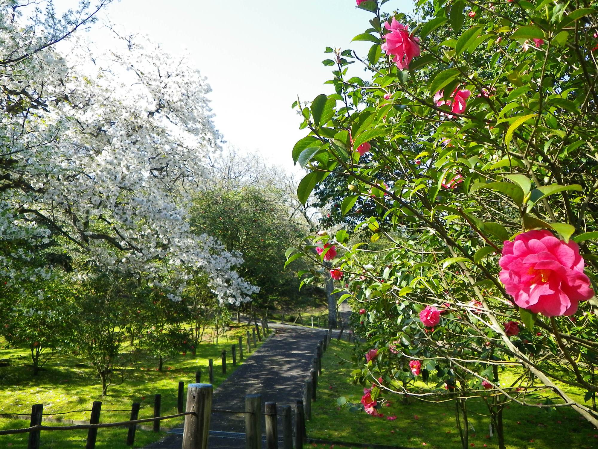 大島公園
