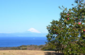 椿花ガーデンの風景