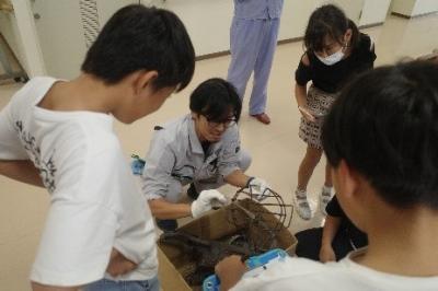 分類分けの説明