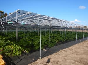 ソーラーシェアリング実証事業②