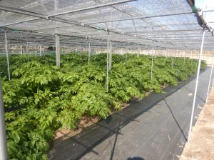 ソーラーシェアリング実証事業③