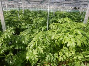 ソーラーシェアリング実証事業④