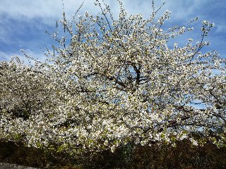 桜の写真1