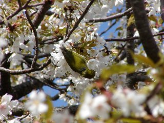 桜の写真2