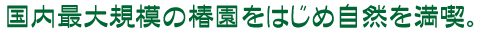 国内最大規模の椿園をはじめ自然を満喫。