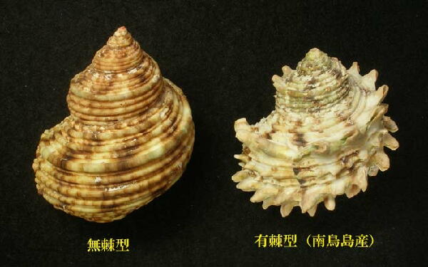 天然貝殻(サザエ/夜光貝)13.5cmの置物 - メルカリ